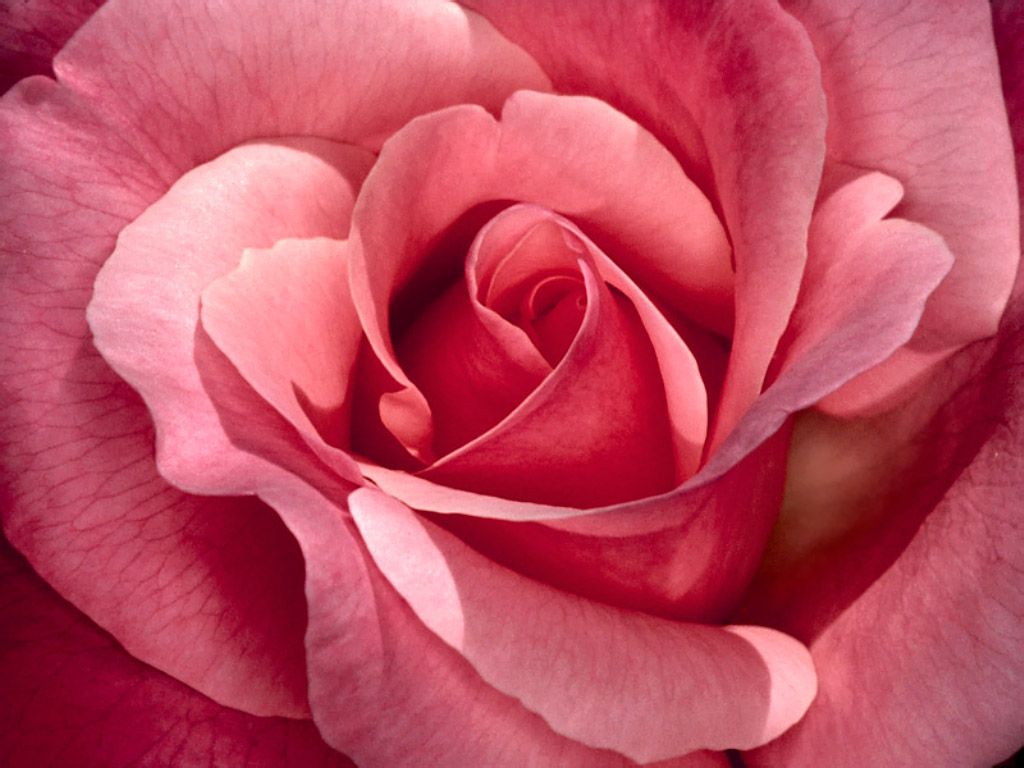 Rosa rosa in primo piano, 1024x768 HD, Desktop