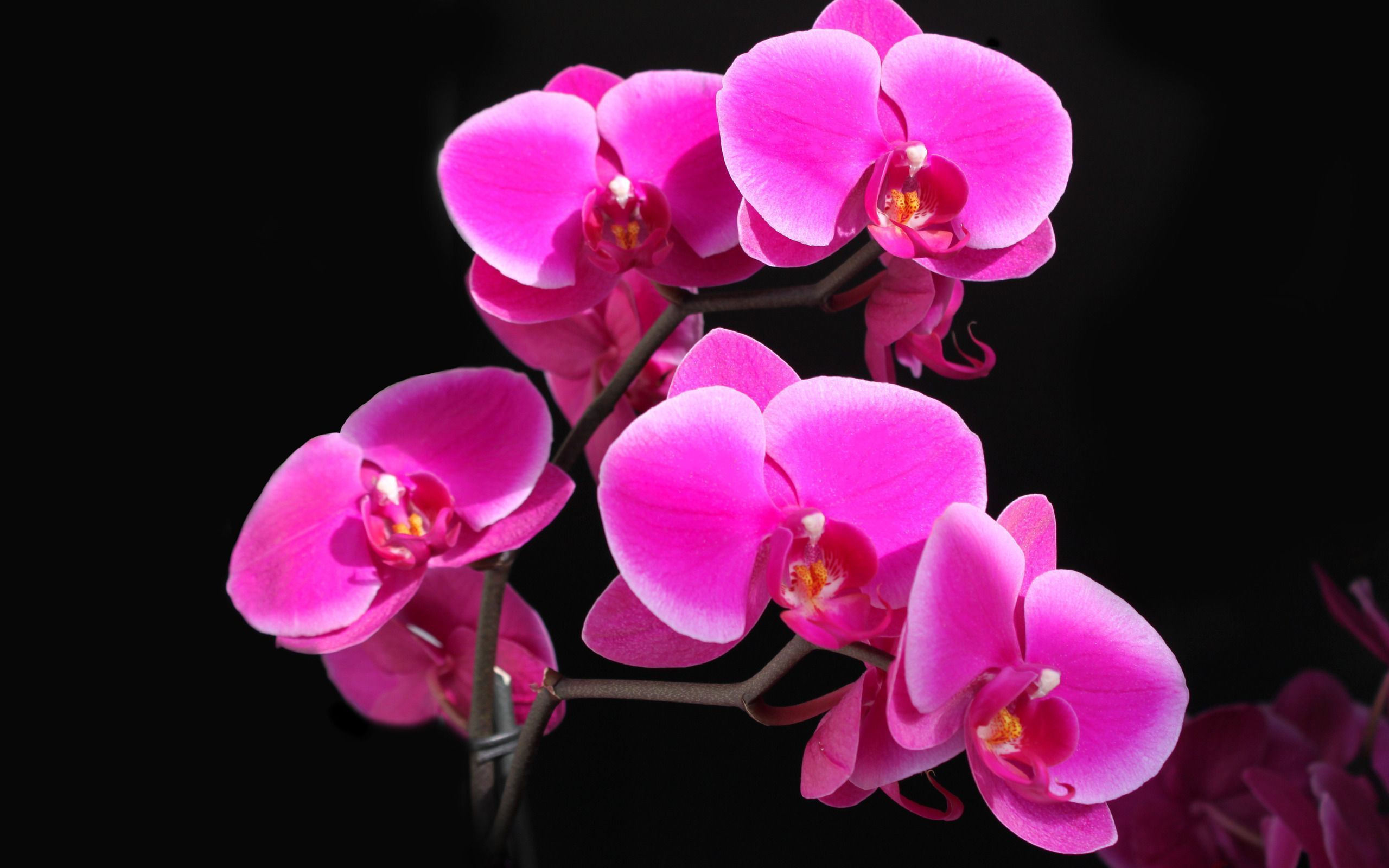 Orchidee rosa acceso, 2560x1600 WQXGA, Laptop
