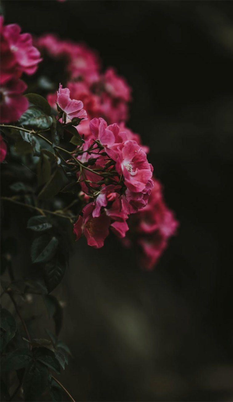 Fiori rosa acceso su sfondo scuro, 757x1305 Verticale, Telefono