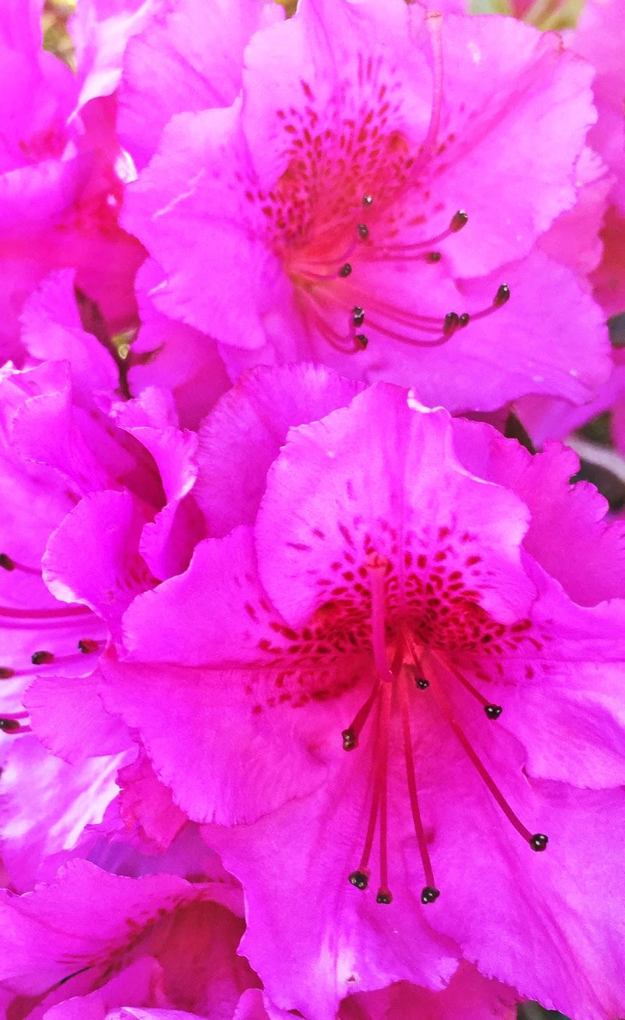 Fiori rosa acceso azalea, 893x1456 Full HD Verticale, iPhone