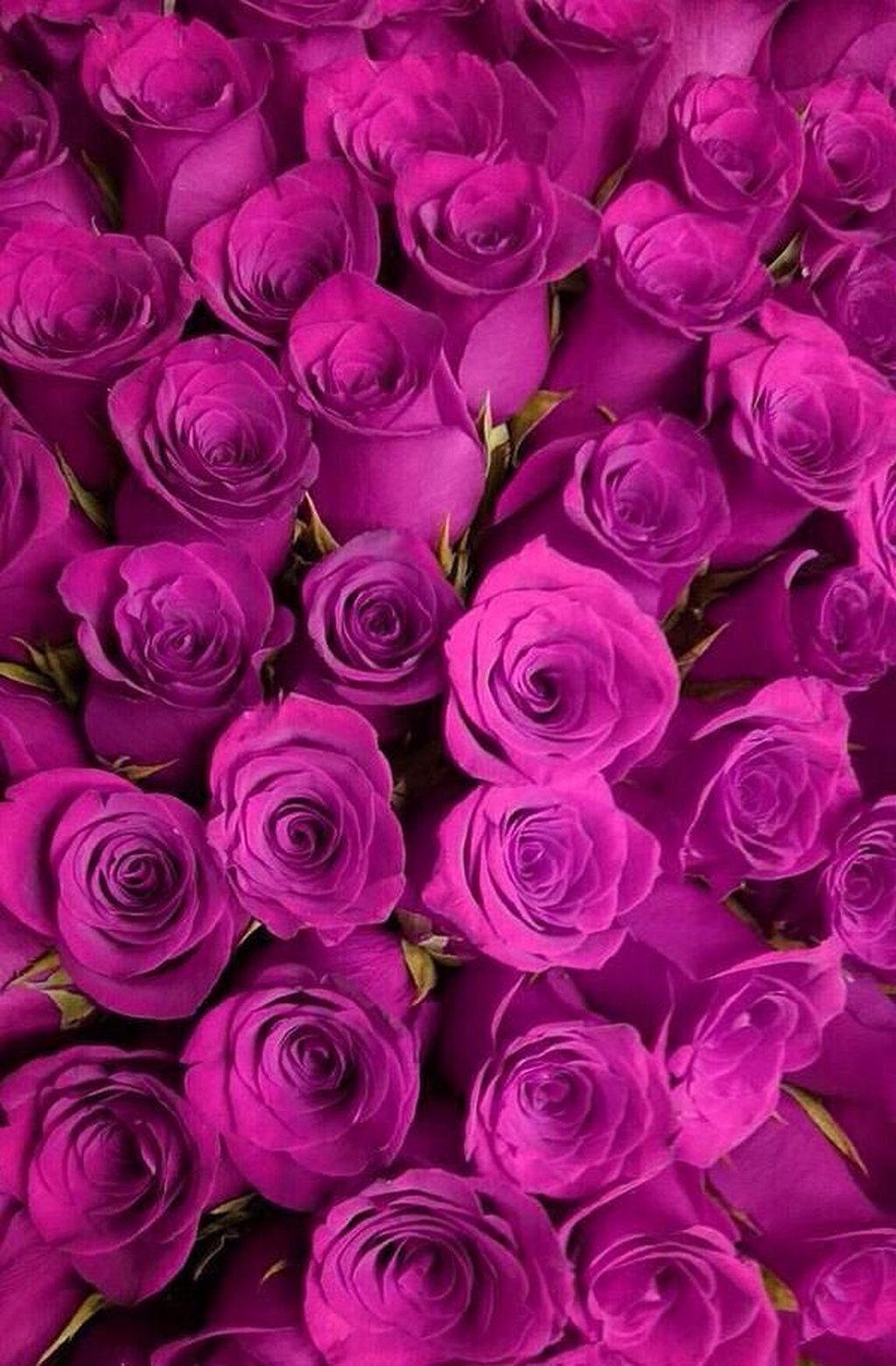 Rose fucsia intenso, 1024x1561 Verticale, Telefono