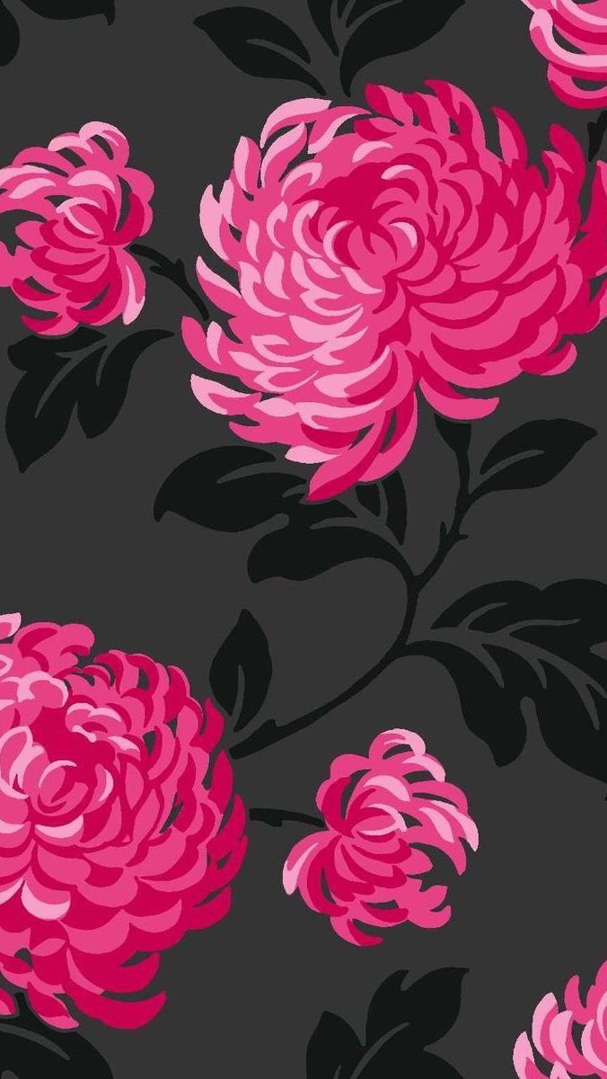 Crisantemi rosa acceso su nero, 676x1200 Full HD Verticale, iPhone