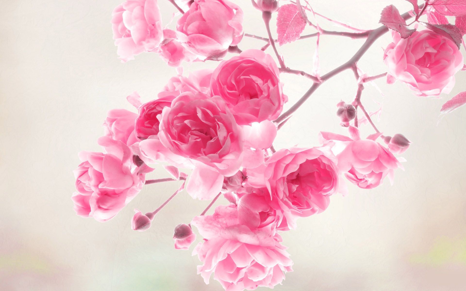 Rose rosa su ramo, 1920x1200 Full HD+ WUXGA, PC