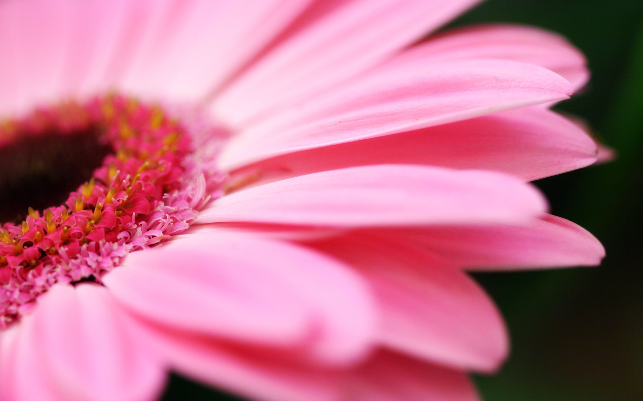 Fiore di gerbera rosa, 2560x1600 2K+, PC