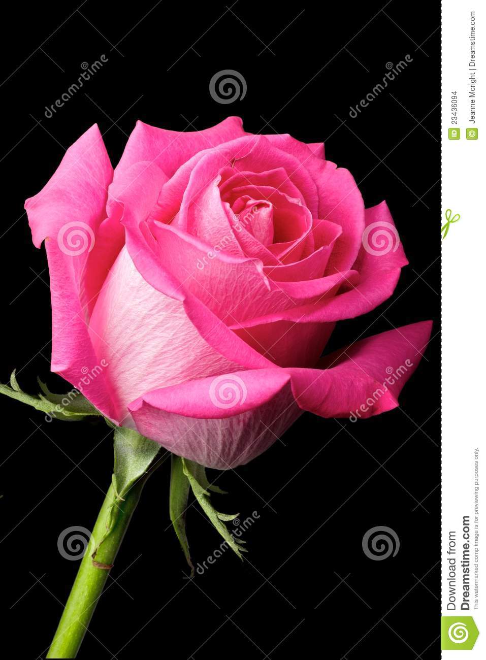Rosa rosa acceso sfondo nero, 957x1300 Full HD Verticale, Smartphone