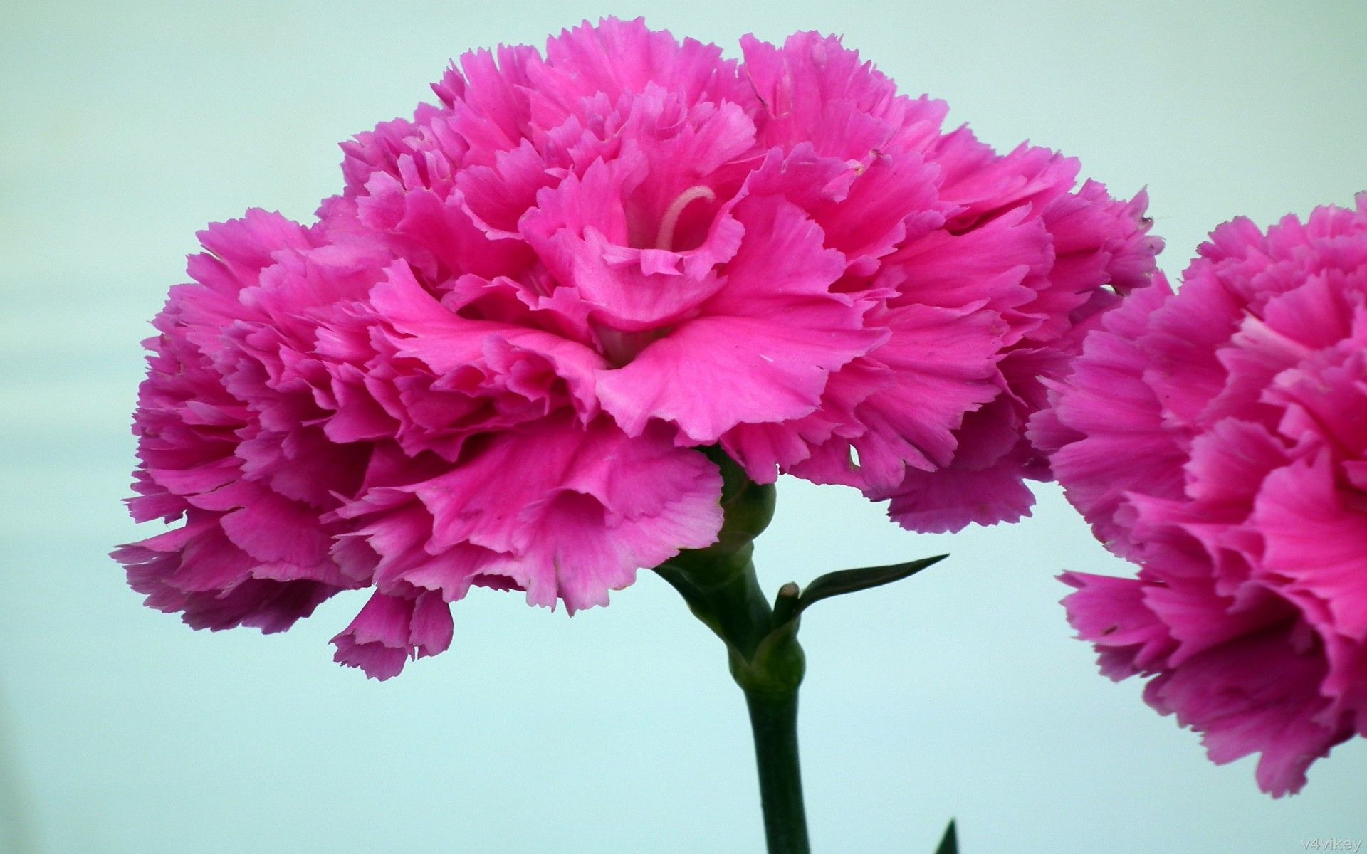 Fiori garofano rosa acceso, 1920x1200 Full HD+ WUXGA, Desktop