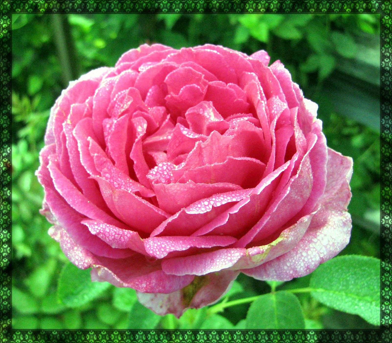 Rosa rosa con gocce d'acqua, 1600x1399 900p, Desktop