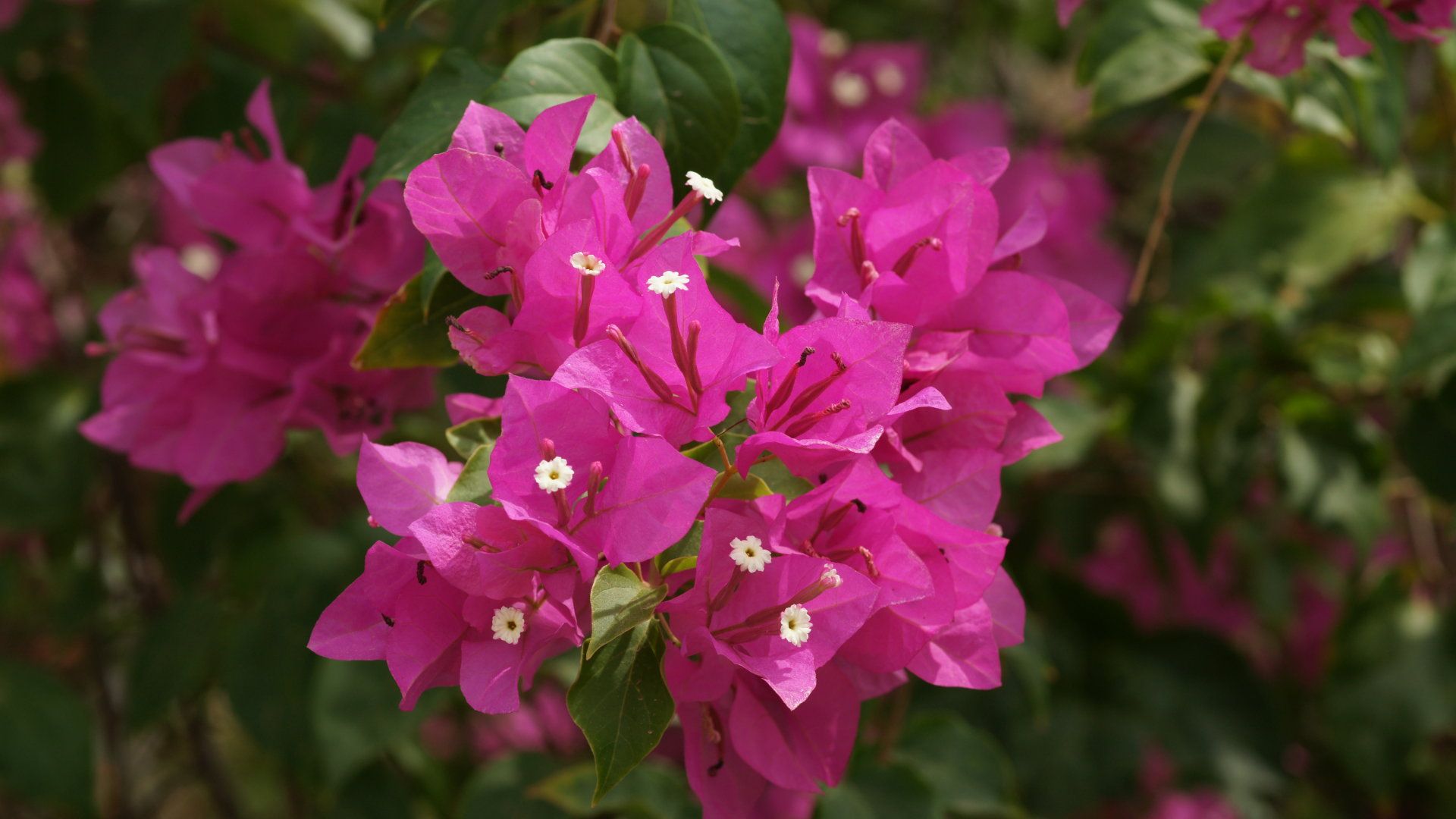 Fiori di bouganville rosa, 1920x1080 Full HD, Laptop