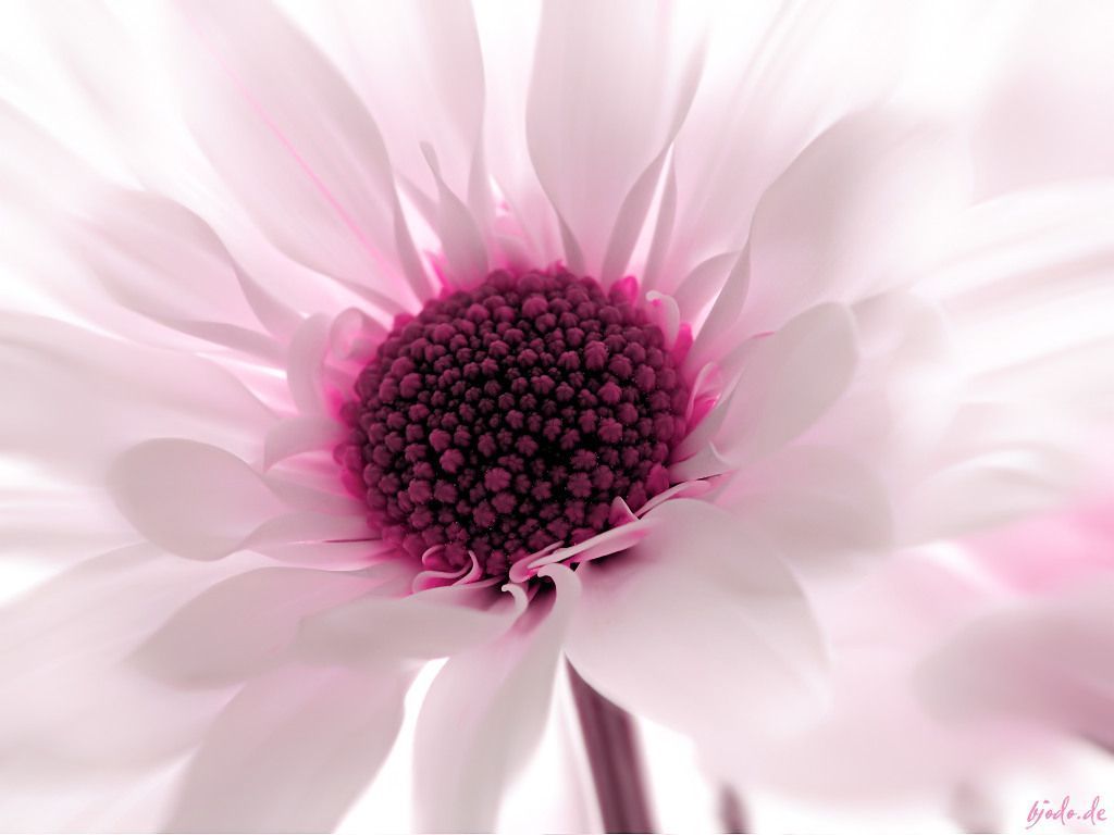 Fiore rosa macro centro scuro, 1024x768 HD, Desktop