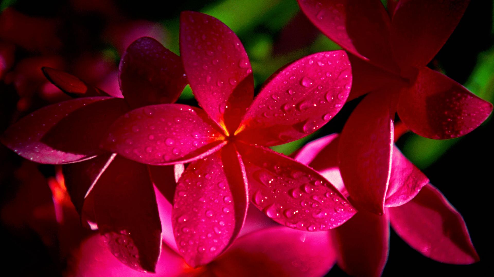 Fiori rosa acceso con gocce, 1920x1080 Full HD 1080p, PC
