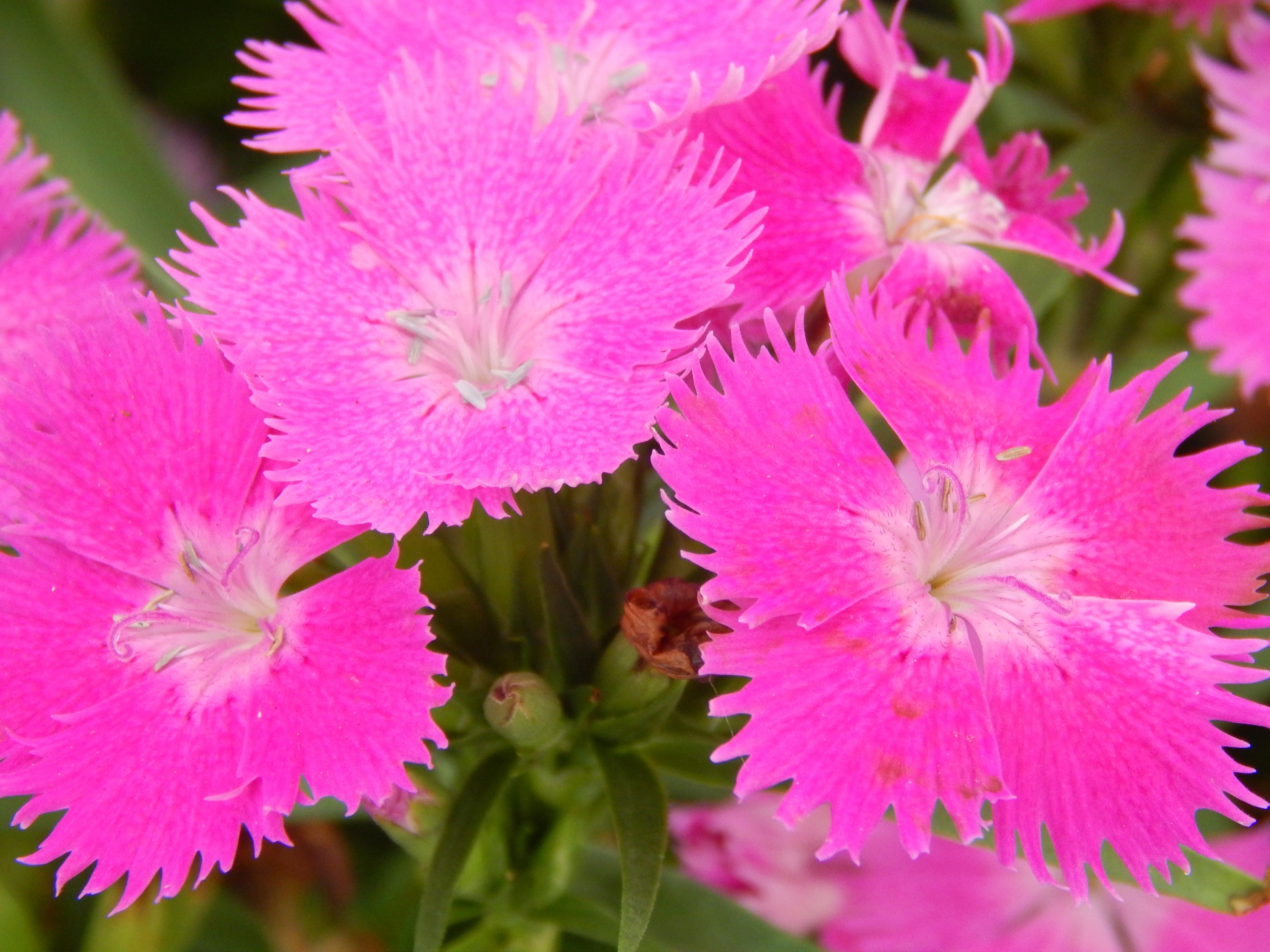 Fiori rosa acceso dianthus, 4608x3456 Ultra HD, 4K TV