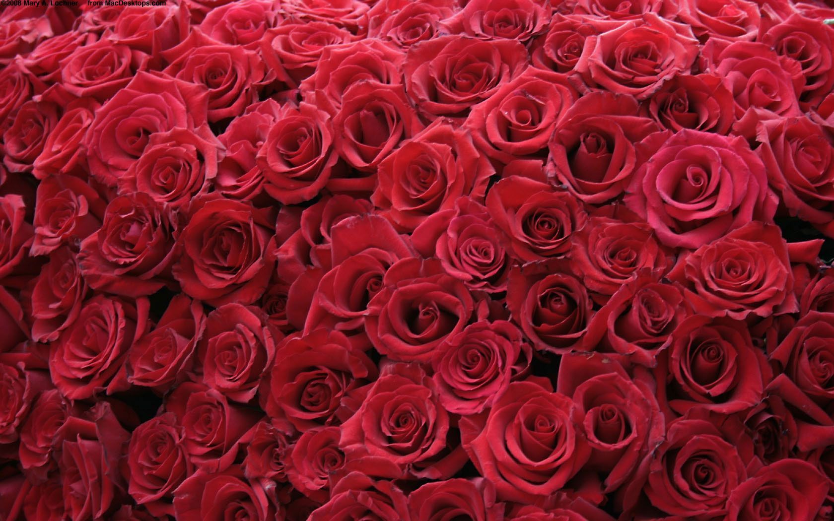 Rose rosse fitte, 1680x1050 HD Ready, Desktop