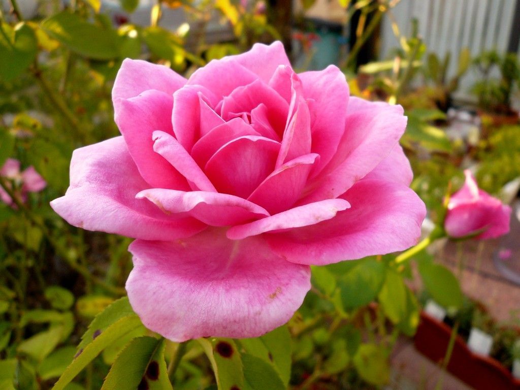 Rosa rosa acceso in fiore, 1024x768 HD, PC