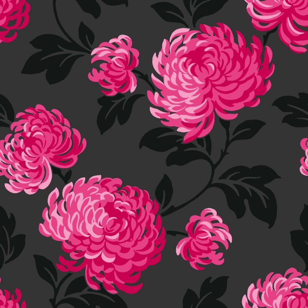 Fiori rosa e neri crisantemi, 1000x1000 HD, Desktop