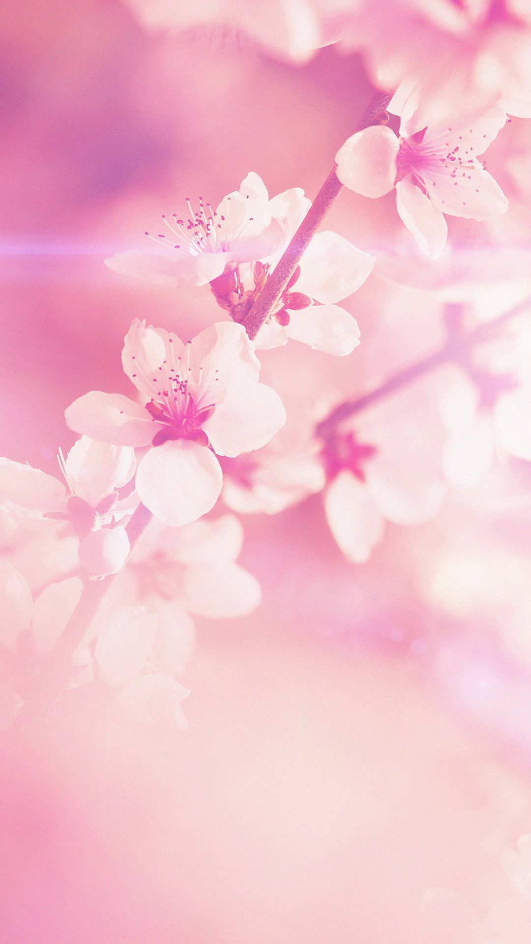Fiori di ciliegio rosa, 1080x1920 Full HD Verticale, Samsung Galaxy