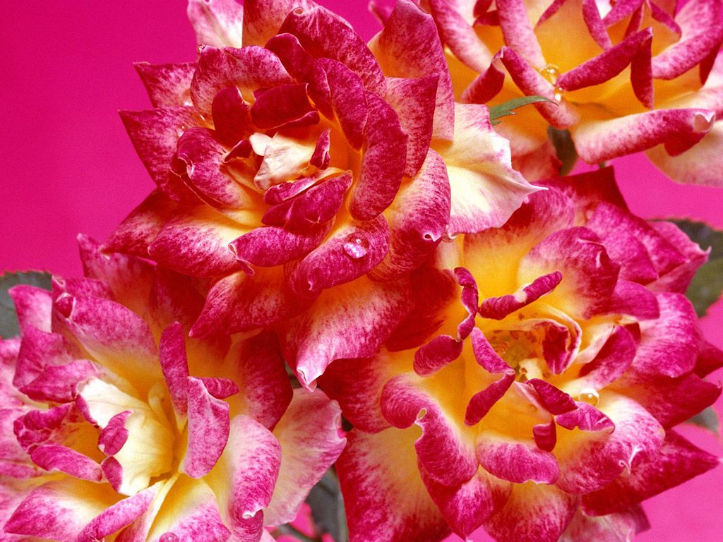 Rose rosa e gialle, 1024x768 HD, Laptop