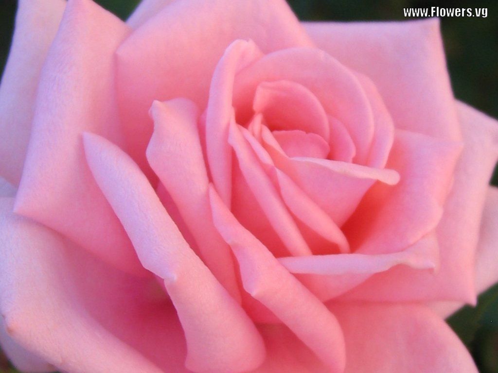 Rosa rosa acceso in fiore, 1024x768 HD, Desktop