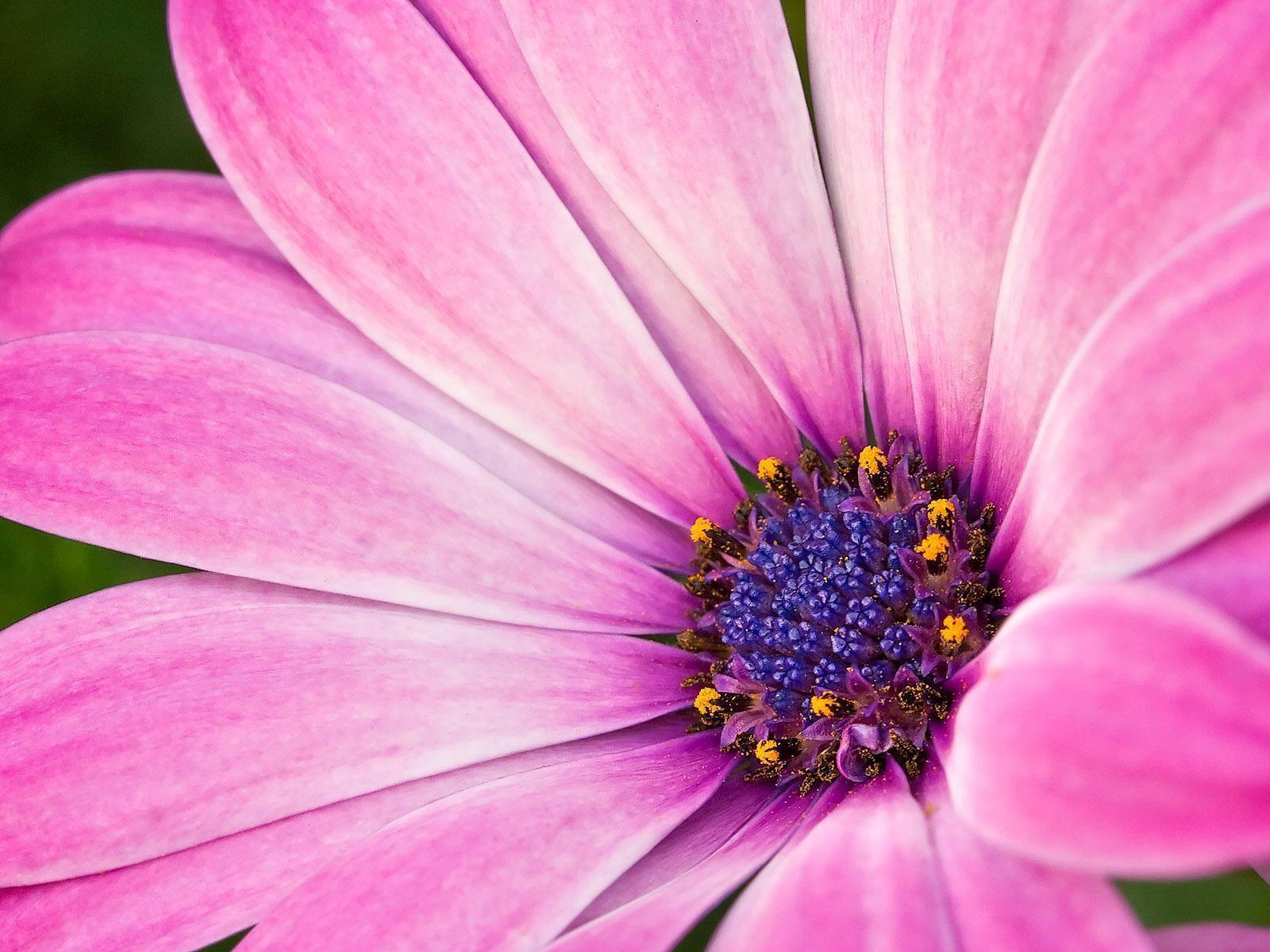 Fiore rosa acceso macro, 1600x1200 HD, Desktop