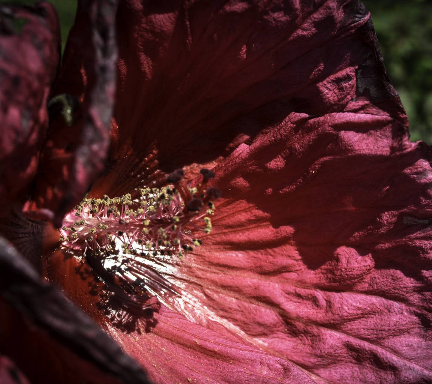 Fiore rosa scuro macro, 1440x1280 720p, PC