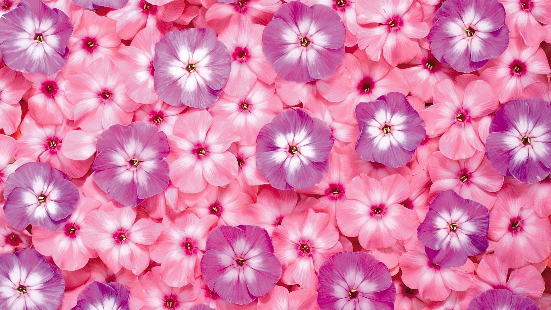 Fiori rosa e viola, 1920x1080 1080p, PC