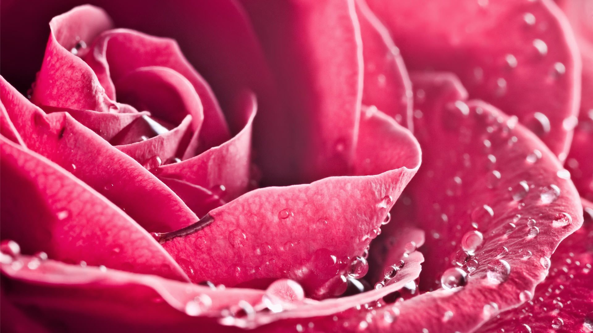 Rosa rosa con gocce d'acqua, 1920x1080 Full HD, PC Desktop