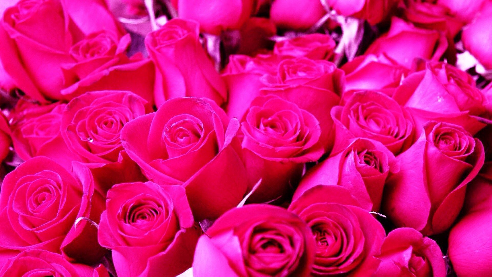 Rose rosa acceso, 1920x1080 Full HD, Desktop