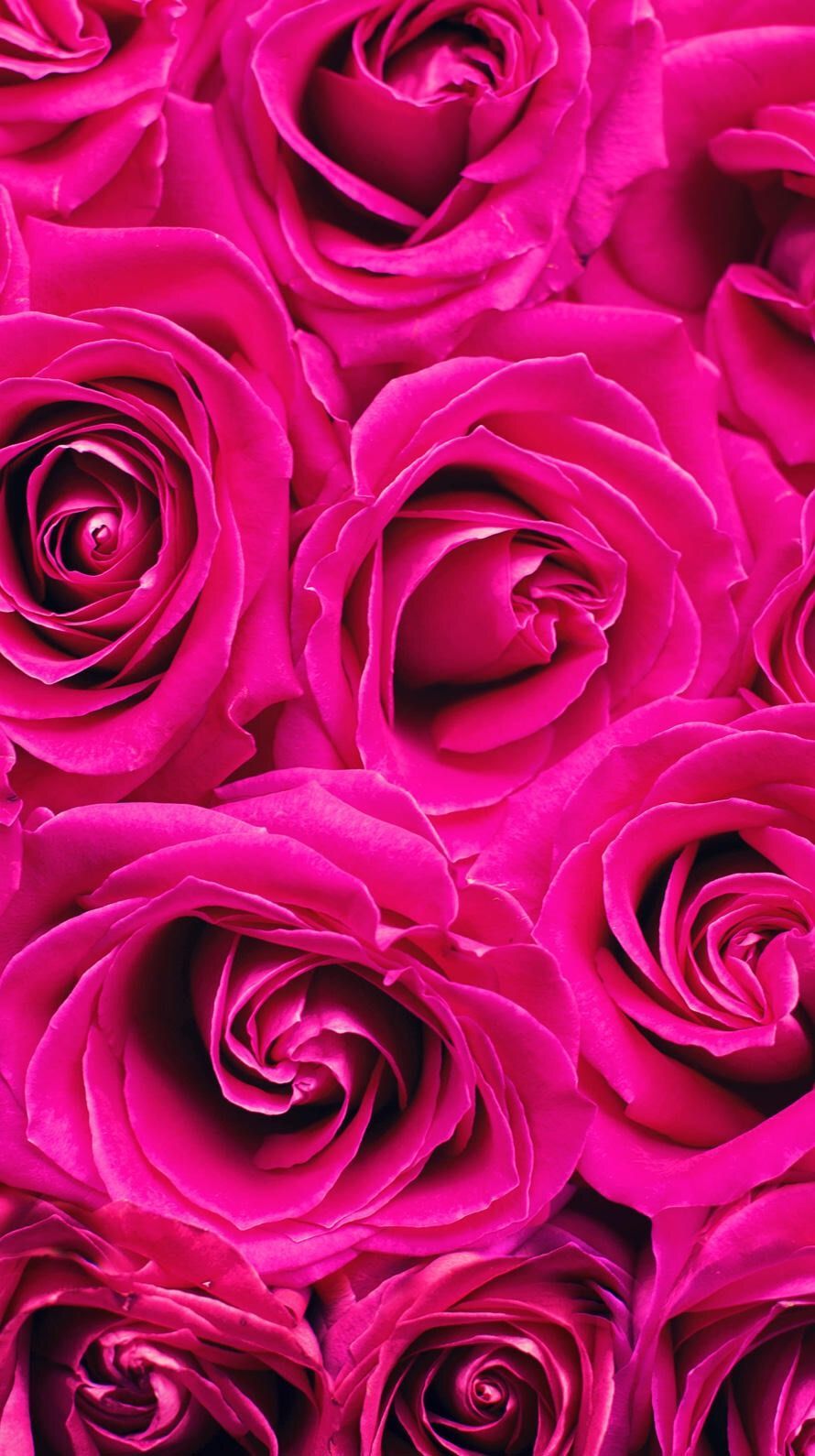 Rose rosa acceso, 890x1590 Verticale, Telefono