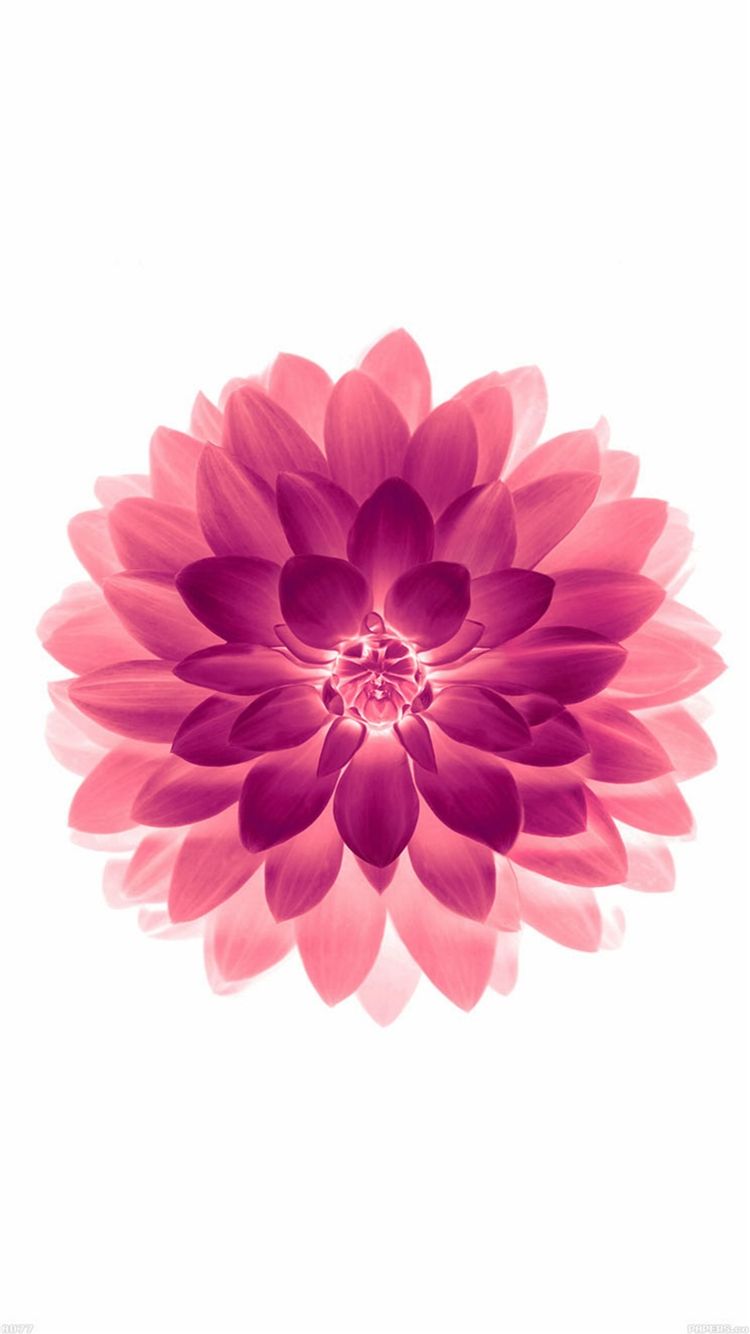 Fiore rosa stile cartoon, 750x1334 Full HD Verticale, iPhone Air
