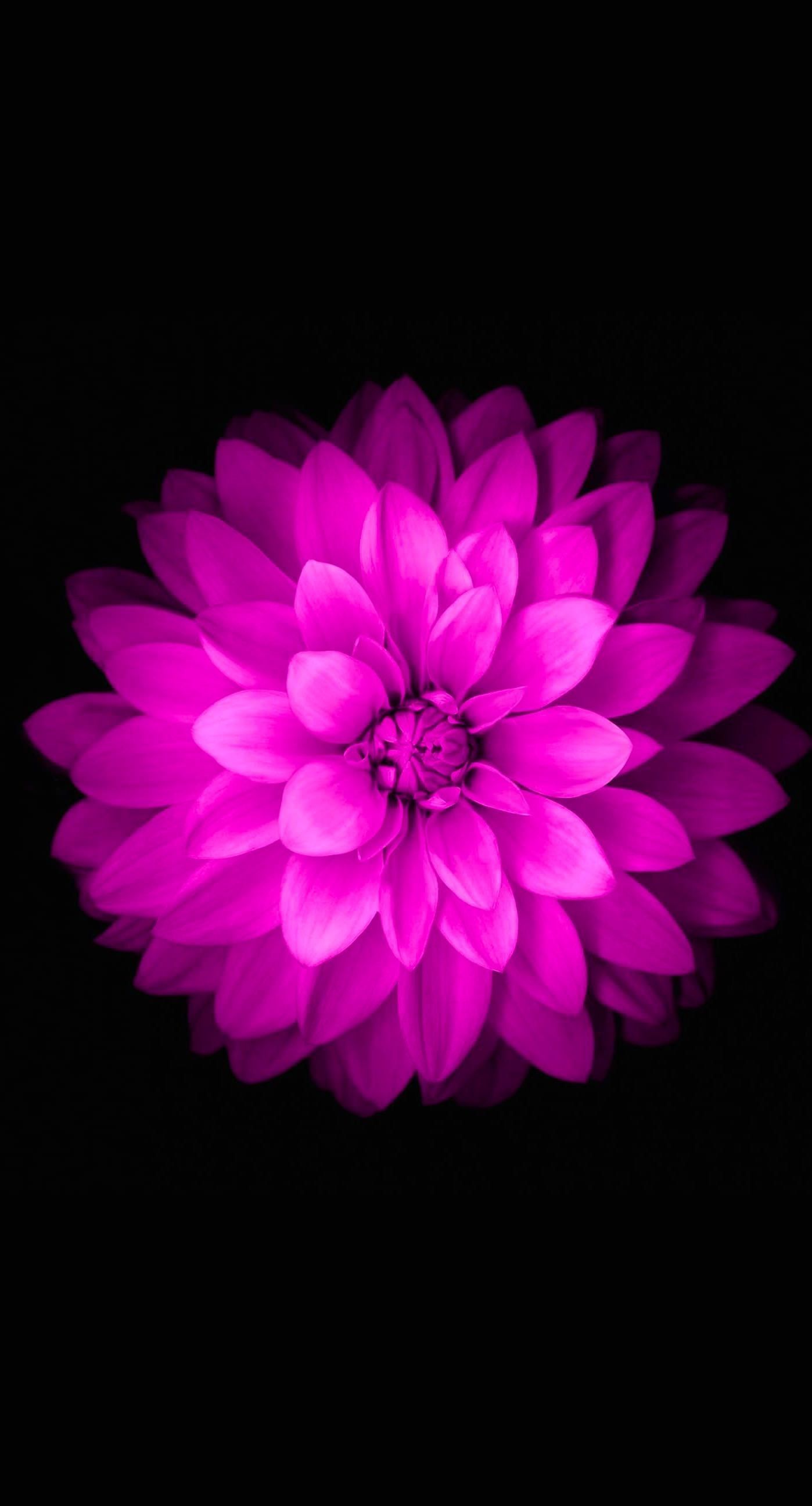 Canale con ciliegi in fiore, 1080x1920 Verticale, iPhone Air