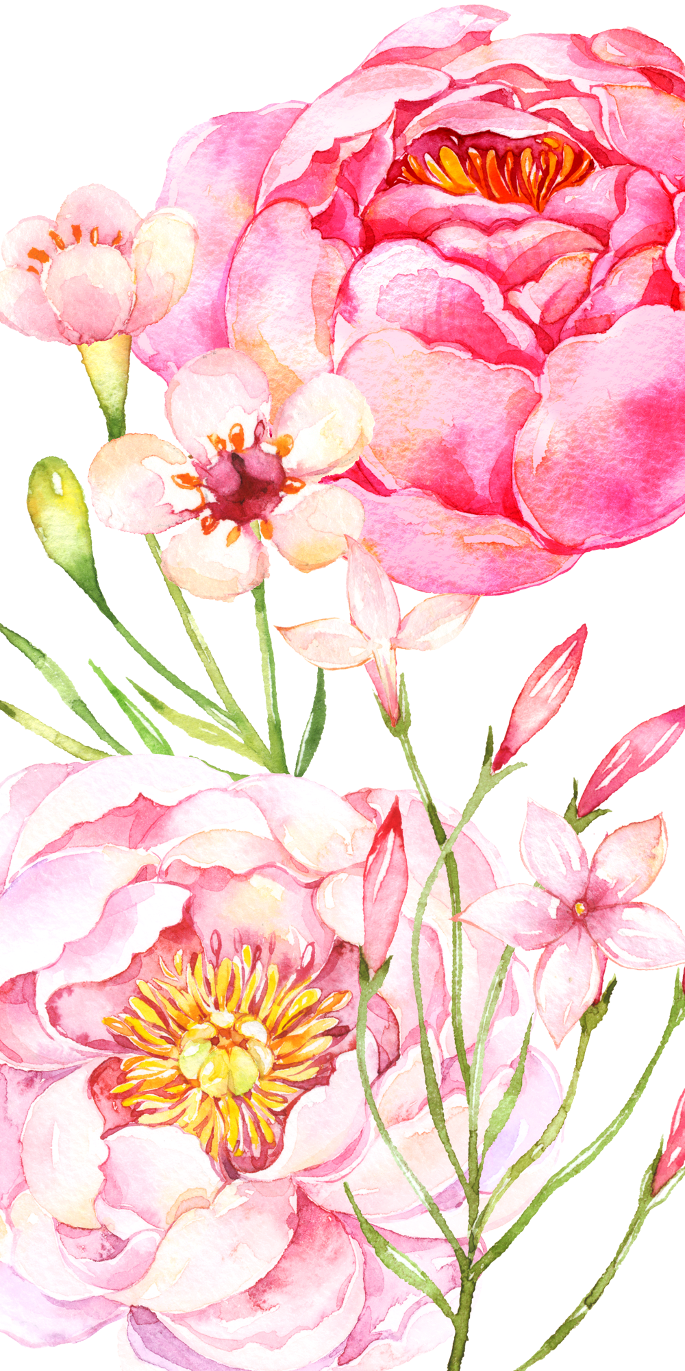 Rose rosa a pois, 900x900 HD, iMac