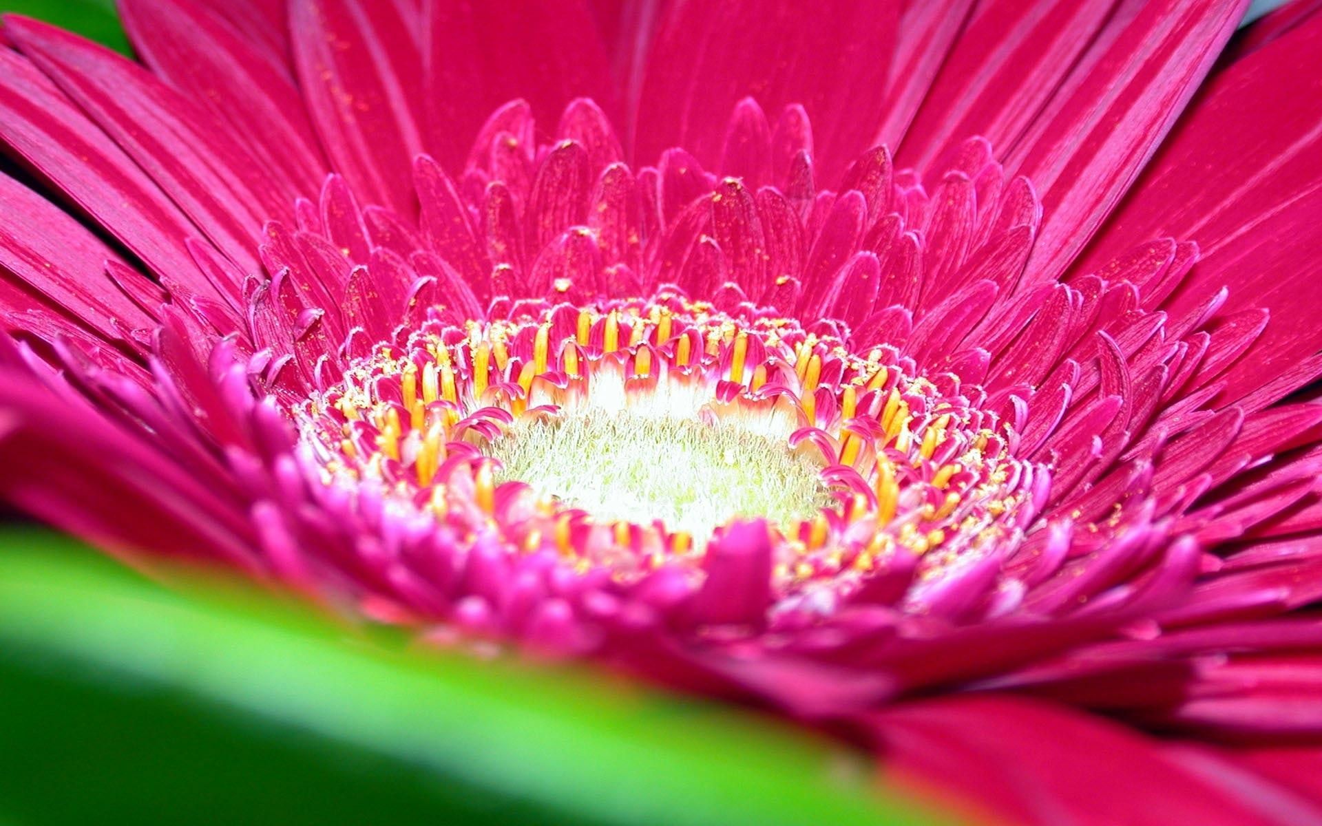 Fiore rosa gerbera macro, 1920x1200 WUXGA, PC