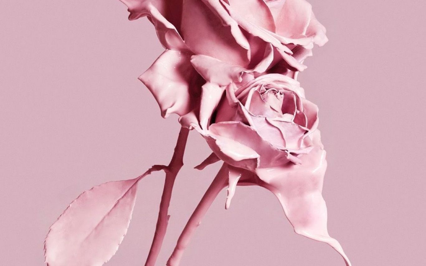 Rose rosa monocromatiche estetiche, 1368x855 720p, Laptop