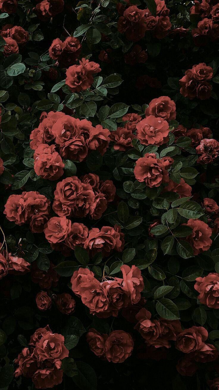 Rose rosse su sfondo scuro, 736x1308 Verticale, Telefono