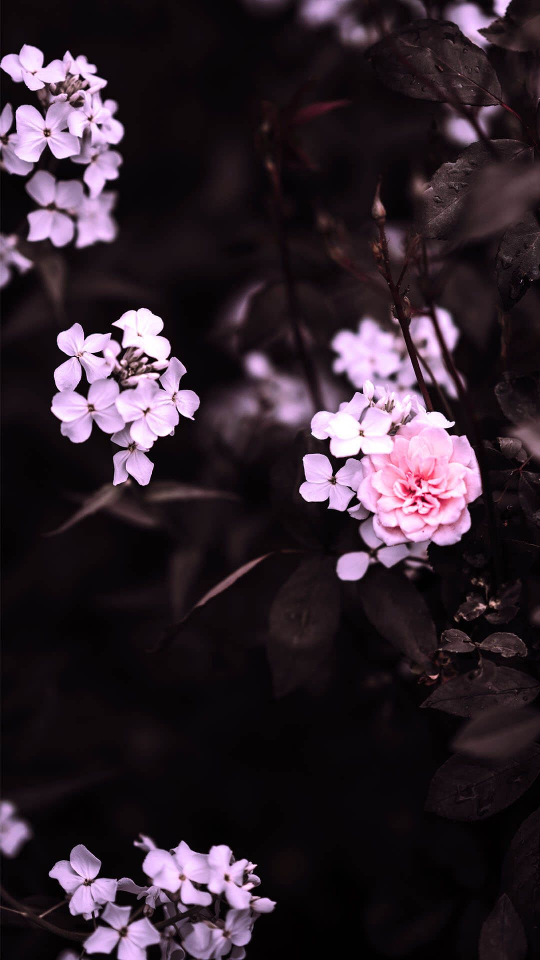 Fiori rosa su sfondo scuro, 1080x1920 Full HD Verticale, Smartphone