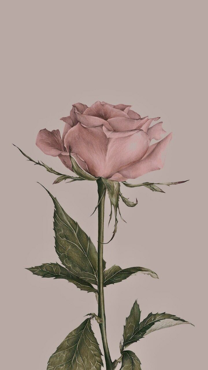 Rosa rosa disegno vintage, 720x1280 Verticale, Mobile