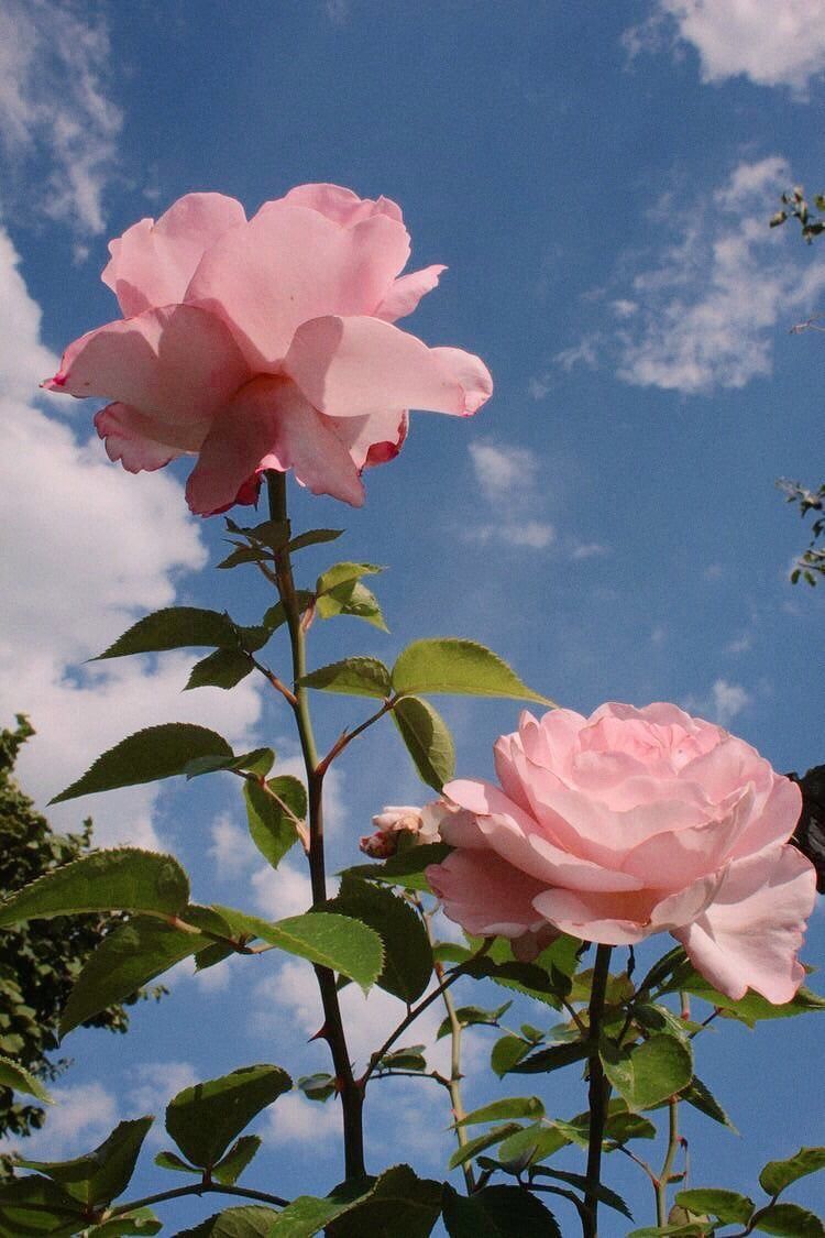 Rose rosa cielo blu, 750x1125 Verticale, Mobile