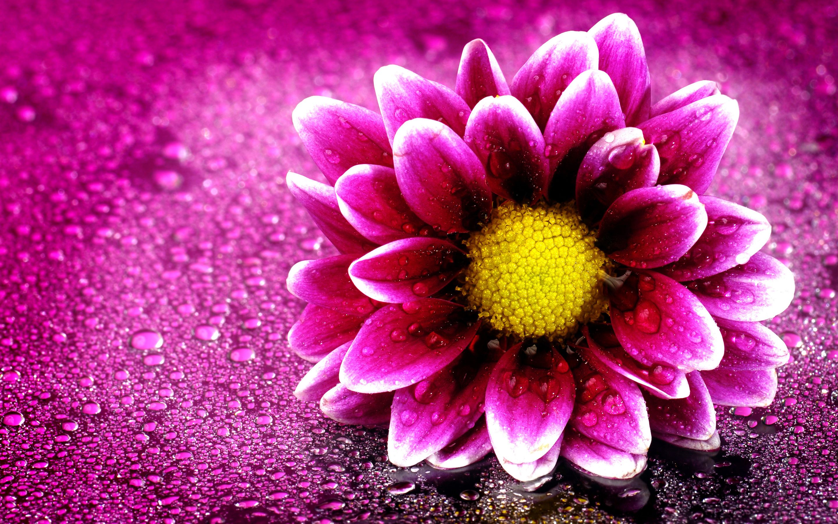 Fiore rosa con gocce d'acqua, 2880x1800 WQXGA, Laptop