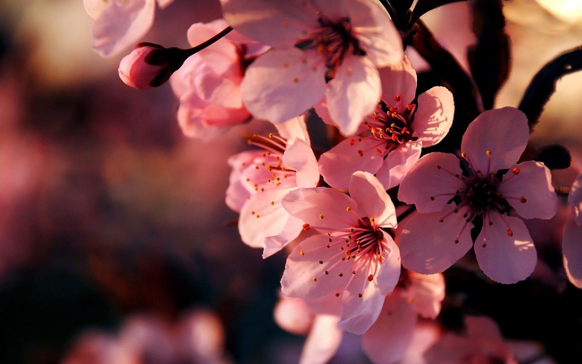 Fiori di ciliegio rosa, 1920x1200 WUXGA, Desktop