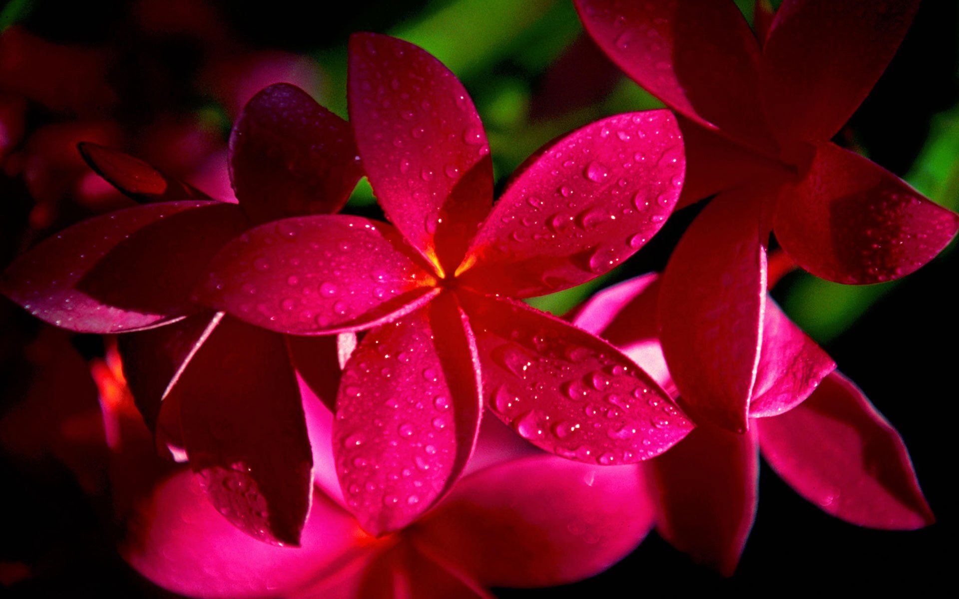 Fiori rosa con gocce d'acqua, 1920x1200 Full HD+, Desktop
