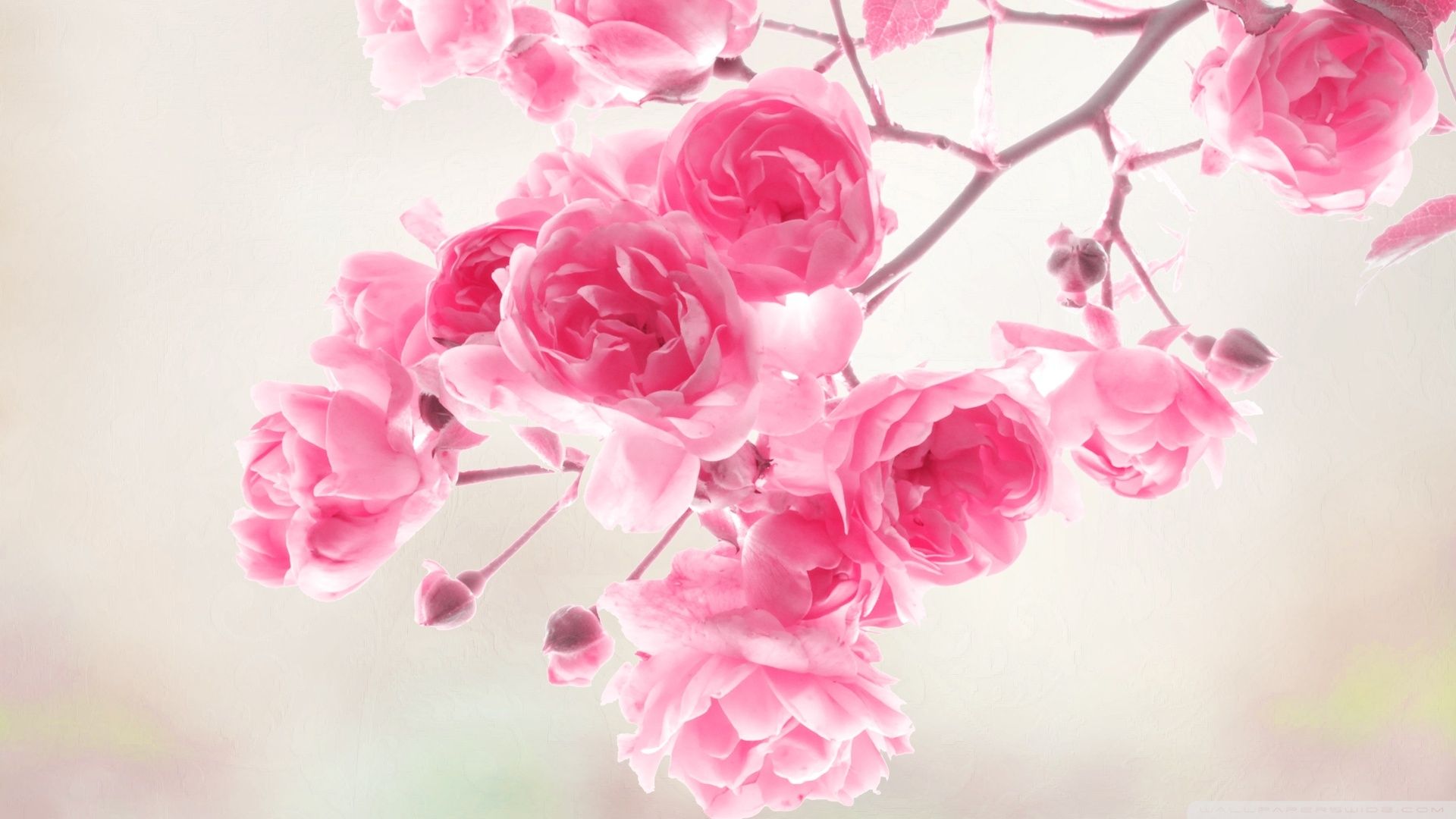 Rose rosa su ramo, 1920x1080 1080p, Laptop