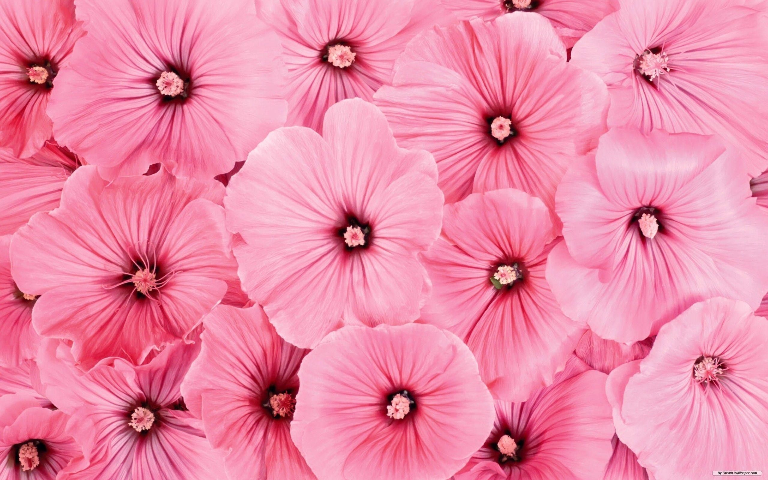 Fiori rosa a grappolo, 2560x1600 2K+, Desktop