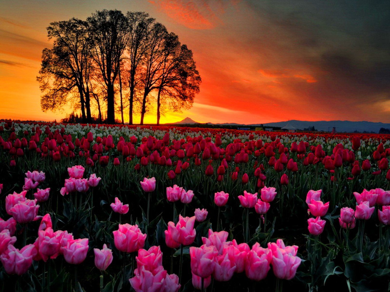 Campo di tulipani rosa, 1600x1200 HD, PC