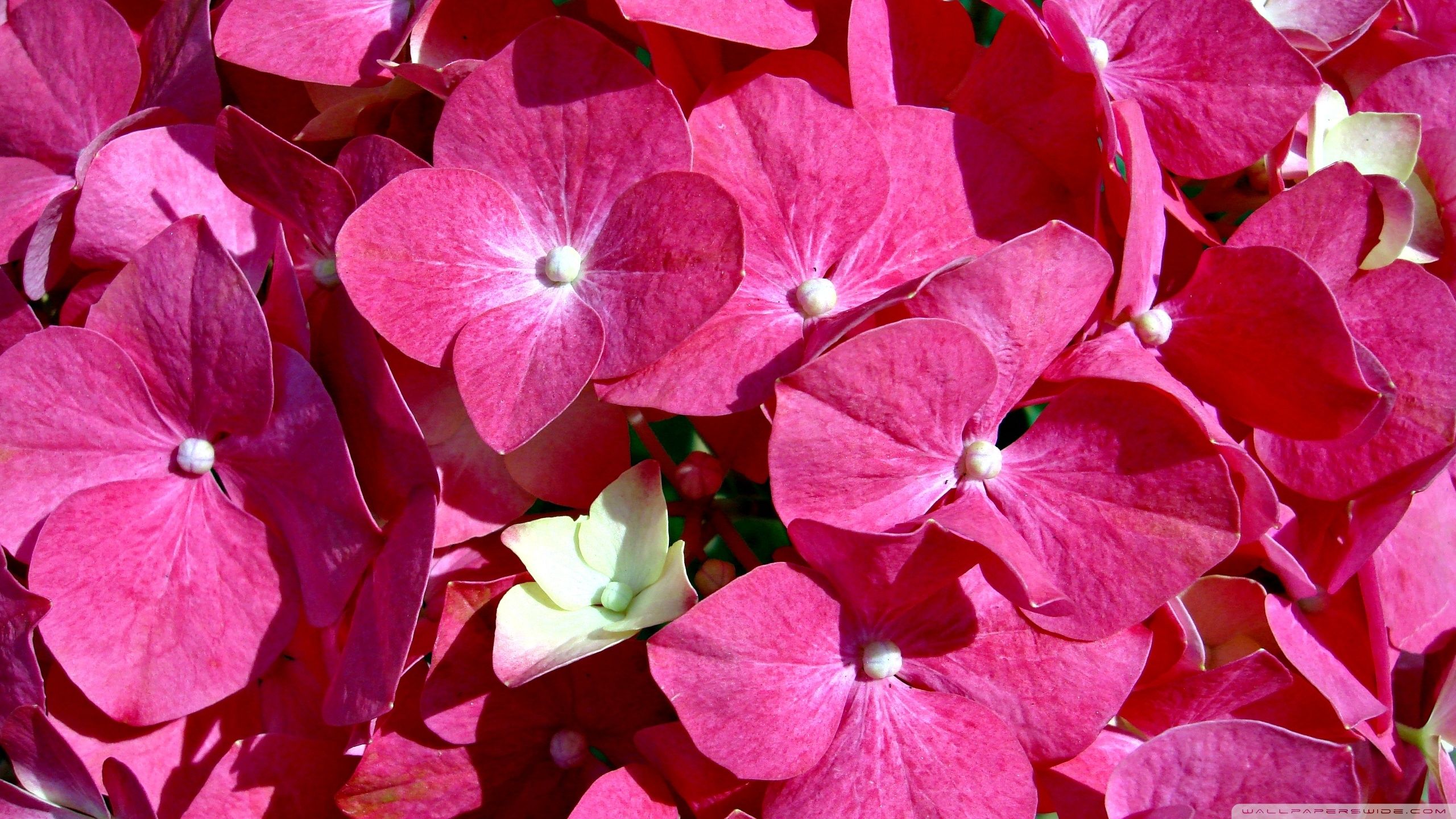 Fiori di ortensia rosa, 2560x1440 QHD, Monitor Gaming
