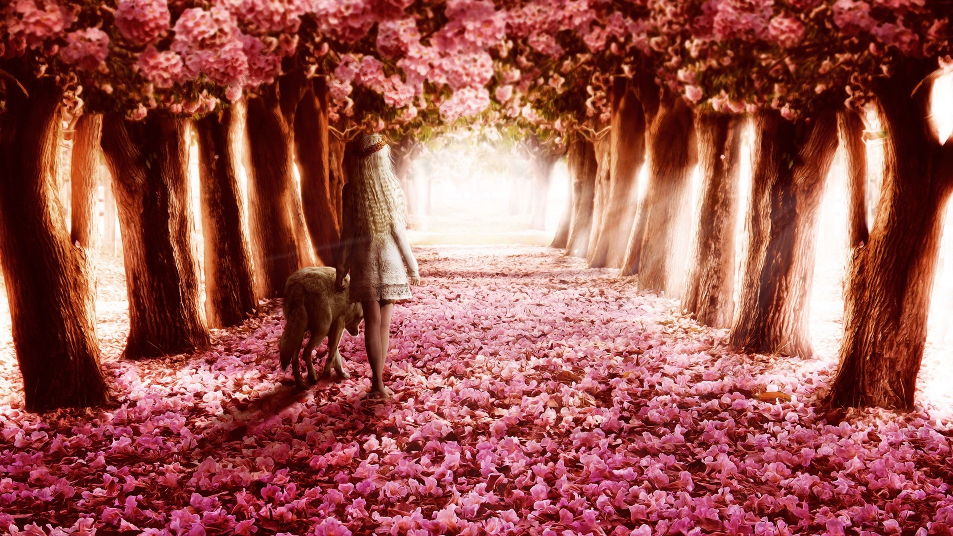 Sentiero di fiori rosa, 3840x2160 4K Ultra HD, Monitor 4K