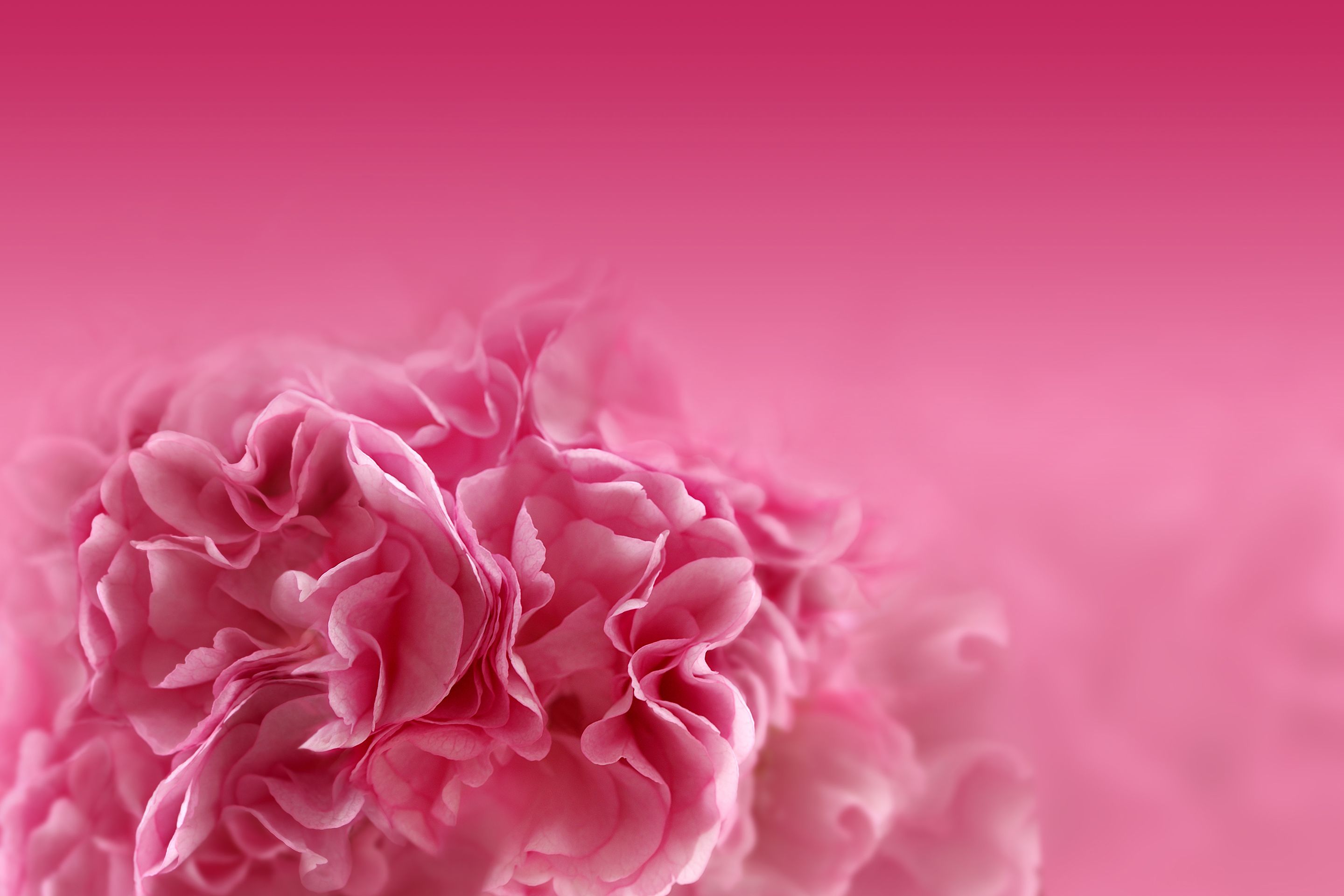 Fiori rosa sfocati, 2880x1920 2K, Desktop