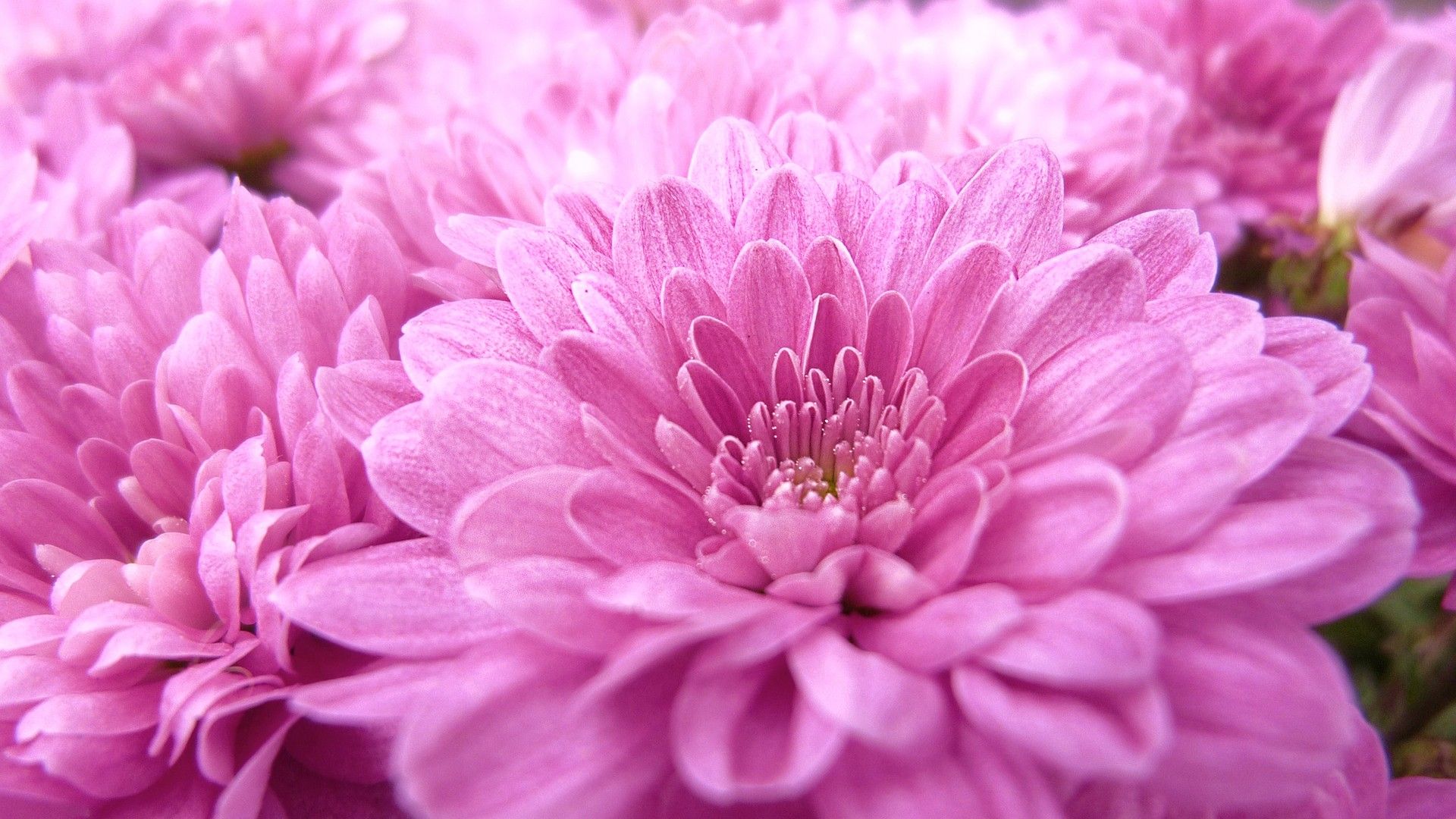 Fiori crisantemi rosa, 1920x1080 Full HD, PC