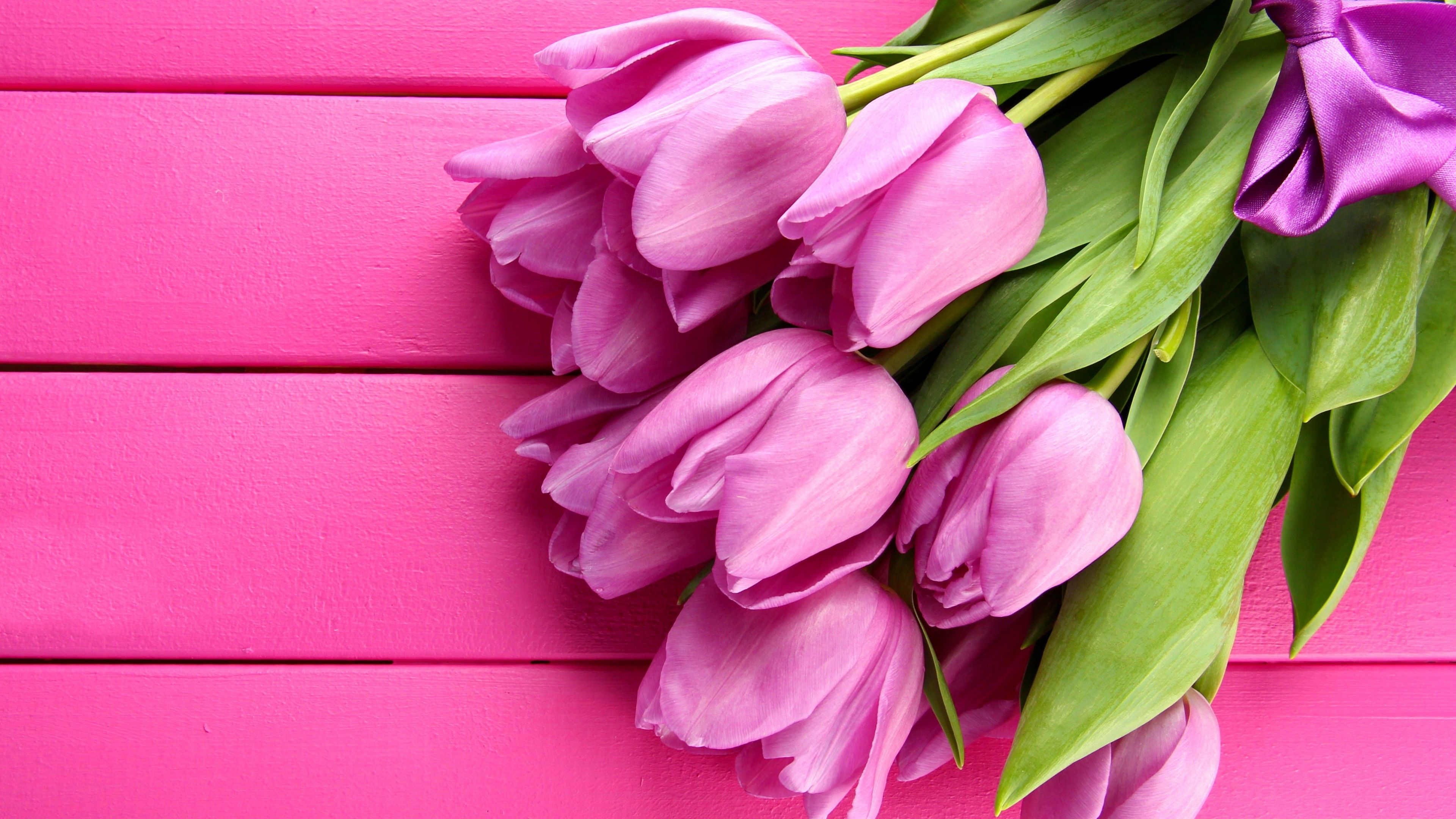 Tulipani viola su legno rosa, 3840x2160 4K Ultra HD, Monitor 4K