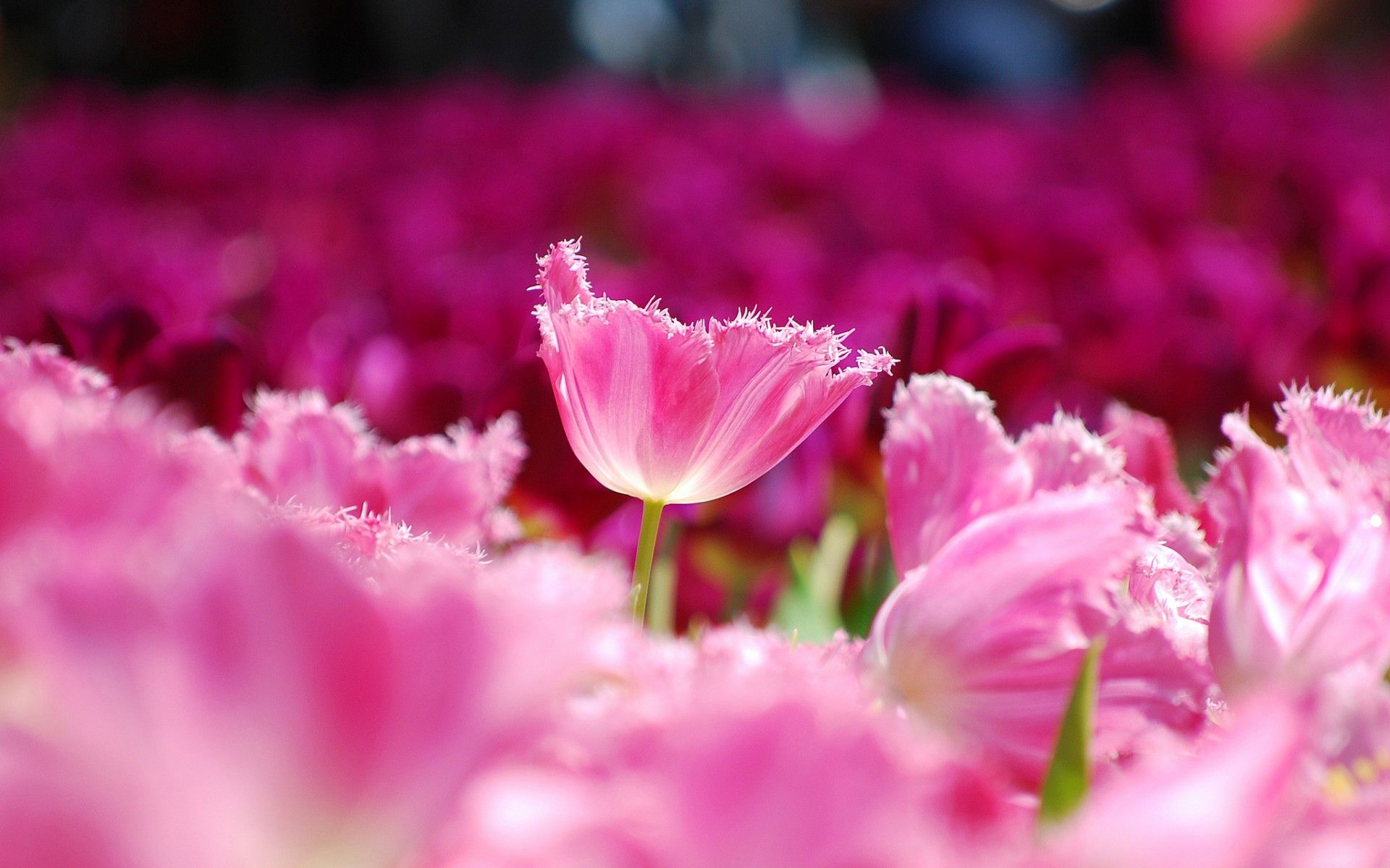 Tulipani rosa in campo, 1920x1200 WUXGA, PC