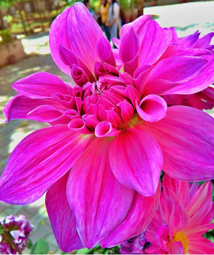 Dalia rosa fucsia in fiore, 863x1024 Verticale, Mobile