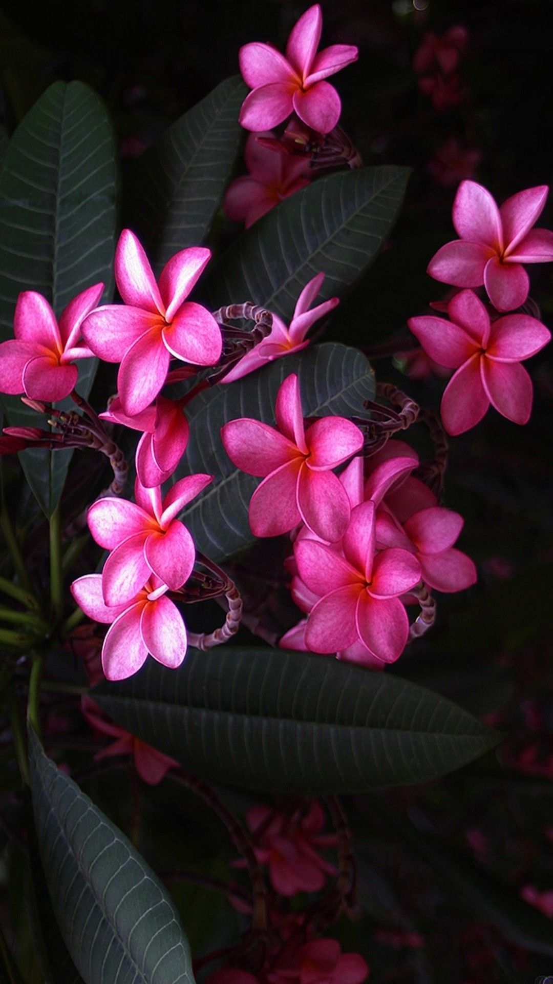 Fiori di frangipani rosa, 1080x1920 Full HD Verticale, iPhone